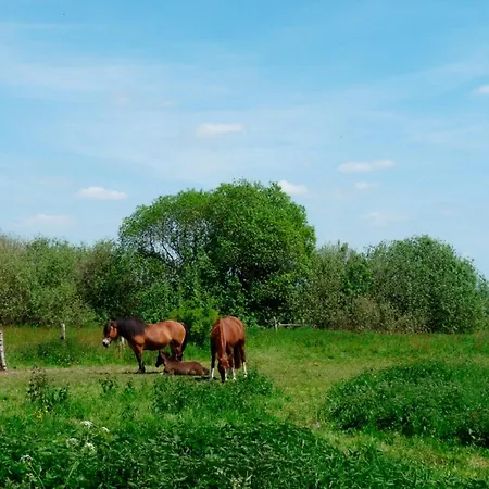 Ferienbungalow Fleesensee